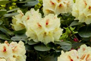 Rhododendrony